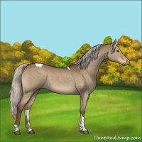 Horse Color:Silver Buckskin Roan Dun Tobiano 