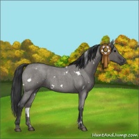 Horse Color:White Spotted Grullo Roan 
