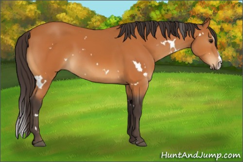 Horse Color:White Spotted Buckskin Splash 