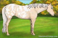 Horse Color:Silver Buckskin Pearl Sabino Appaloosa Rabicano