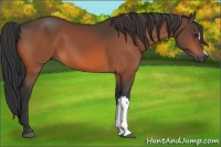 Horse Color:Brown 