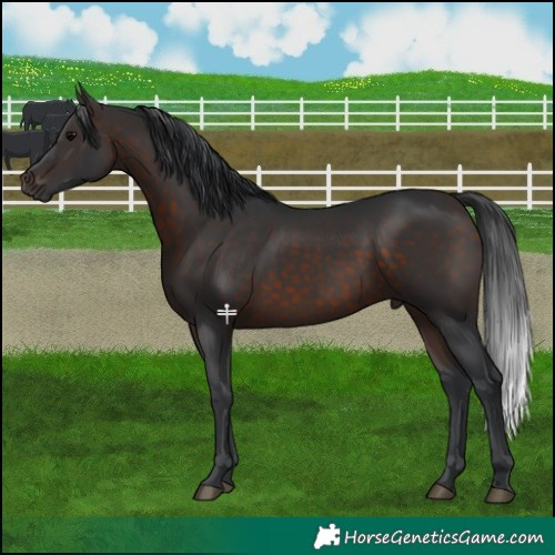 Horse Color:Brown 