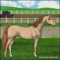 Horse Color:Red Dun 