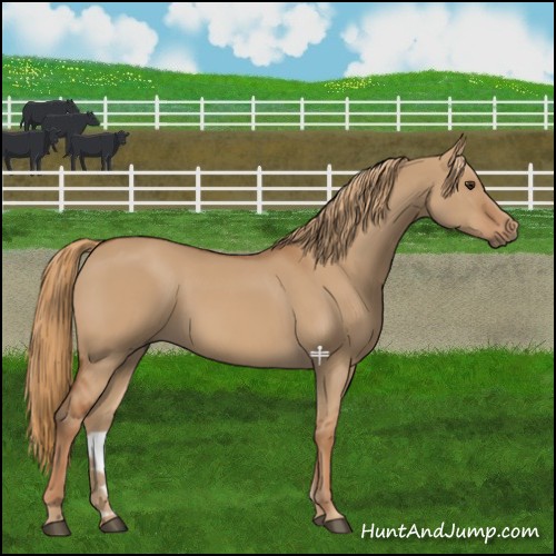 Horse Color:Red Dun 