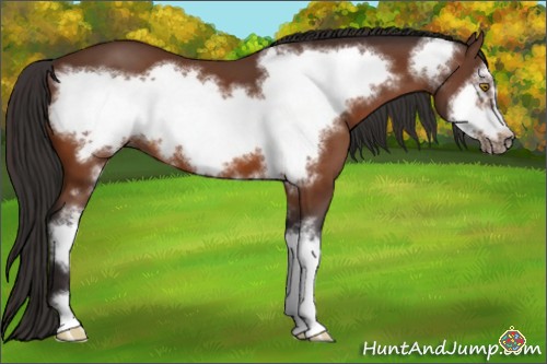 Horse Color:Buckskin Sabino Frame