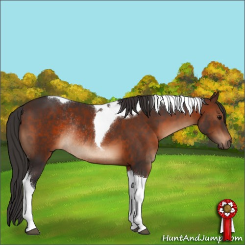 Horse Color:Brown Tobiano Rabicano 