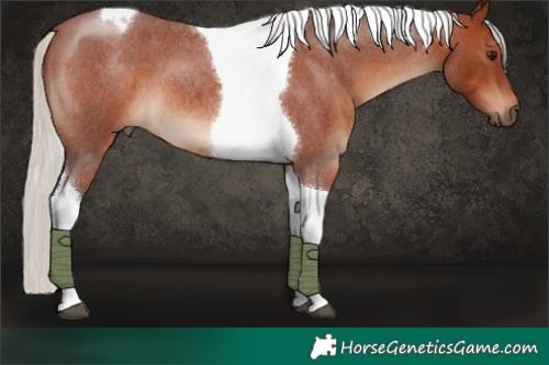 Horse Color:Chocolate Silver Brown Roan Tobiano 