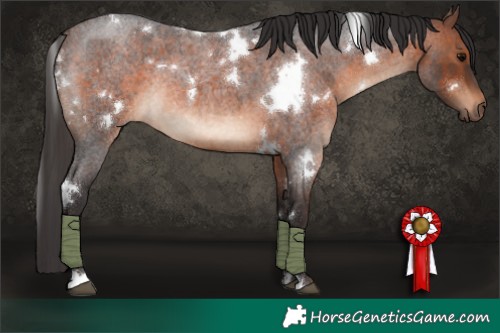 Horse Color:White Spotted Brown Roan Rabicano 