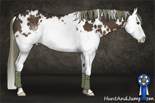 Horse Color:White Spotted Liver Chestnut Splash 
