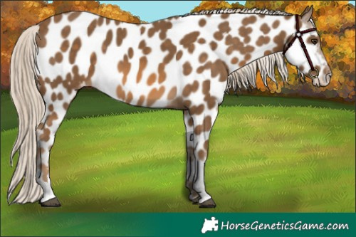 Horse Color:Chocolate Palomino Sabino Appaloosa 