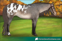 Horse Color:Bay Dun Appaloosa 