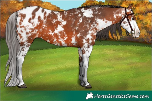 Horse Color:Bay Sabino Appaloosa 