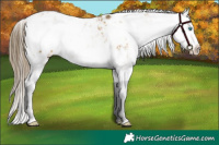 Horse Color:Buckskin Pearl Sabino Appaloosa 