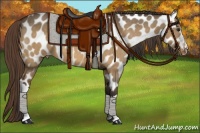 Horse Color:Buckskin Dun Near Leopard 