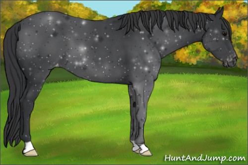 Horse Color:Black Appaloosa 