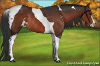 Horse Color:Brown Sabino Tobiano Rabicano 