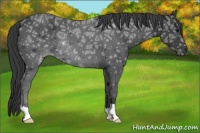 Horse Color:Black Ice 