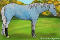 Horse Color:ERROR: UNKNOWN ANOMALY