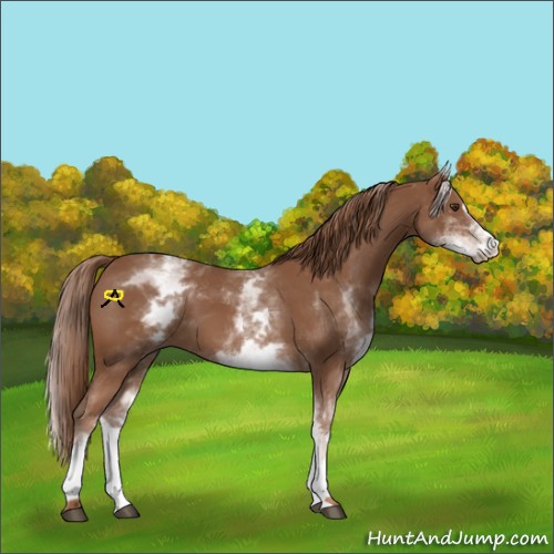 Horse Color:White Spotted Chestnut Sabino 