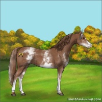 Horse Color:White Spotted Chestnut Sabino 