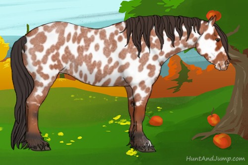 Horse Color:Bay Roan Near Leopard