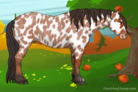 Horse Color:Bay Roan Near Leopard 