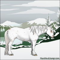 Horse Color:Silver Bay Dun Sabino 