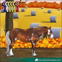 Horse Color:Bay Sabino Tobiano Rabicano  and Silver Bay Sabino Rabicano 