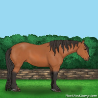 Horse Color:Bay Sabino Rabicano 