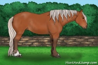 Horse Color:Silver Bay Sabino Rabicano 