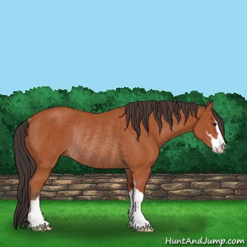 Horse Color:Bay Sabino Rabicano 