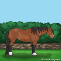 Horse Color:Bay Sabino Rabicano 