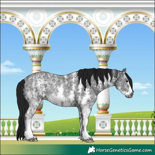 Horse Color:Gray Black Ice Sabino Rabicano 