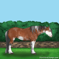 Horse Color:Bay Sabino Rabicano 