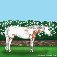 Horse Color:Silver Bay Sabino Rabicano 