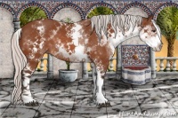 Horse Color:White Spotted Silver Bay Rabicano 