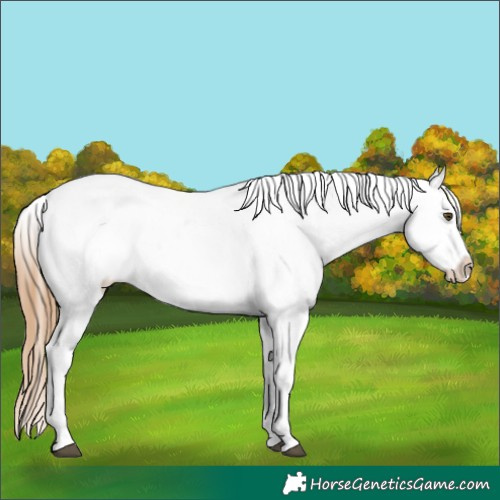Horse Color:Red Dun Tobiano Blanket 