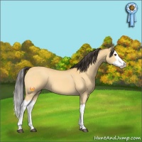Horse Color:Buckskin Dun Splash 