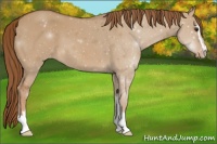 Horse Color:Red Dun Sabino Appaloosa