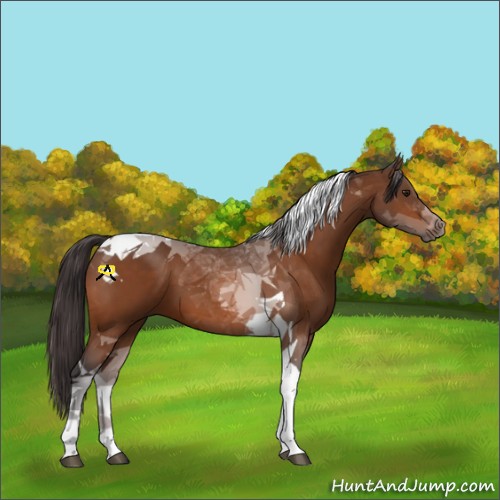 Horse Color:Buckskin Tobiano 
