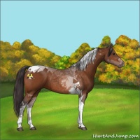 Horse Color:Buckskin Tobiano 