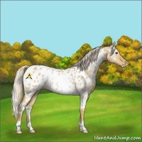 Horse Color:White Spotted Palomino Dun Appaloosa Rabicano