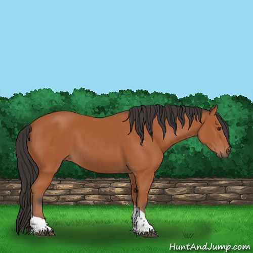 Horse Color:Bay Tobiano Rabicano 