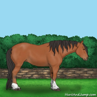 Horse Color:Bay Tobiano Rabicano 