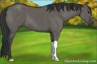 Horse Color:Grullo 
