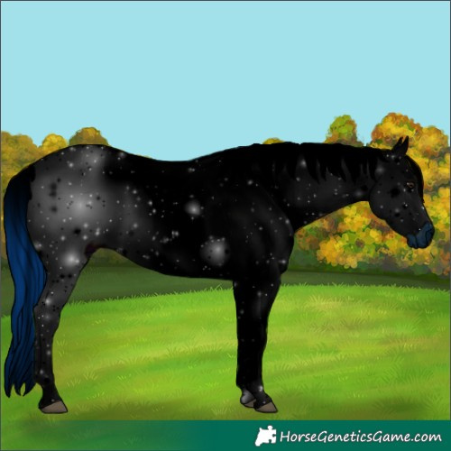 Horse Color:ERROR: UNKNOWN ANOMALY