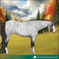 Horse Color:Liver Red Roan 