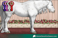 Horse Color:White Spotted Brown Dun Sabino 