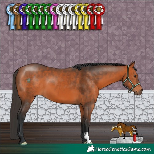 Horse Color:Bay 