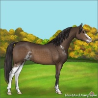 Horse Color:Buckskin Sabino 